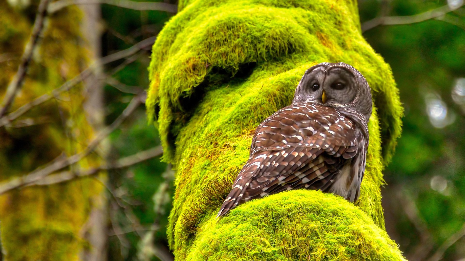 开云体育登录入口-体育赛事数字版权保护，数字化体育赛事