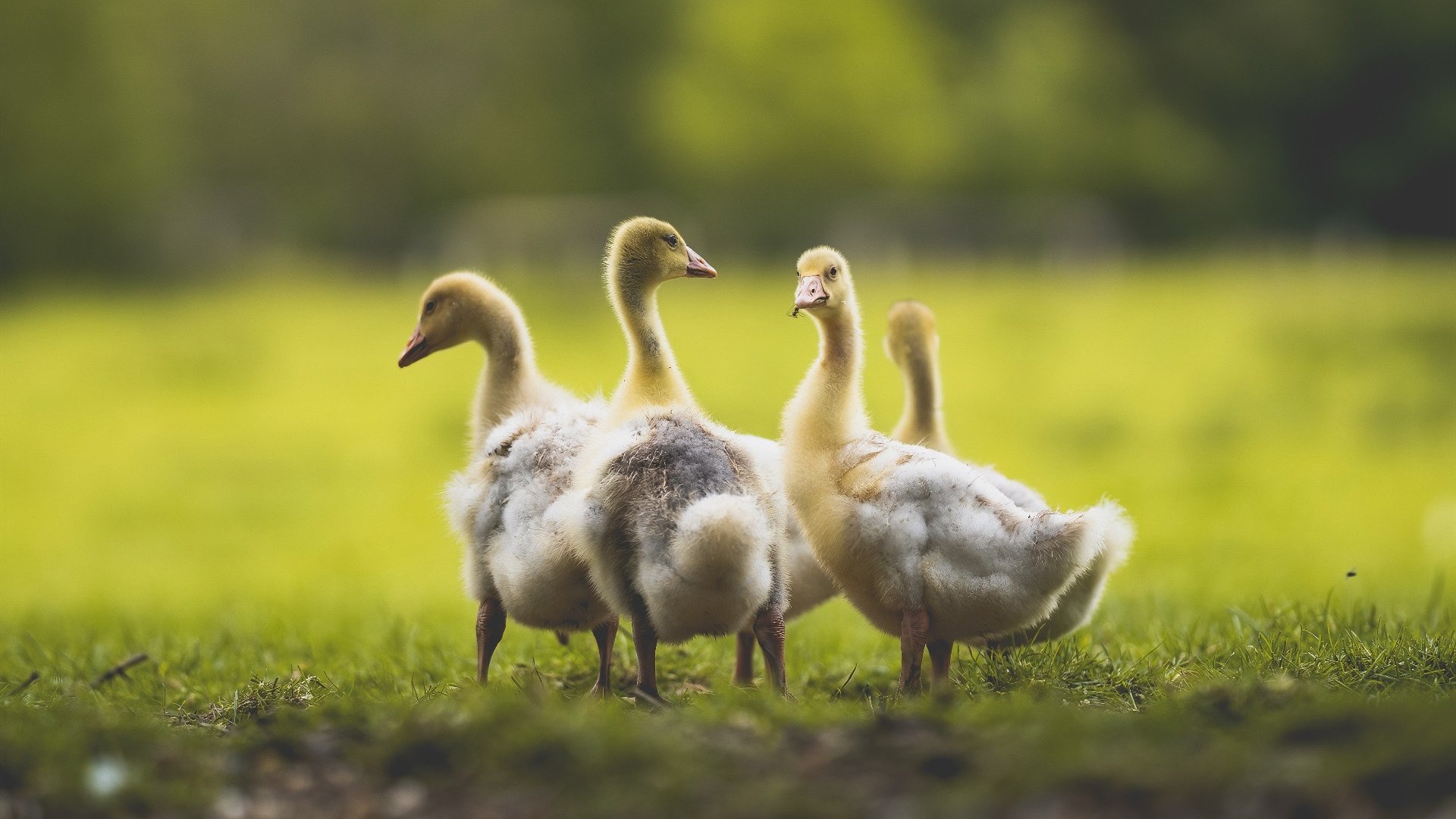 篮球运动对青少年身体素质影响研究,论述篮球运动对学生身心发展的影响
