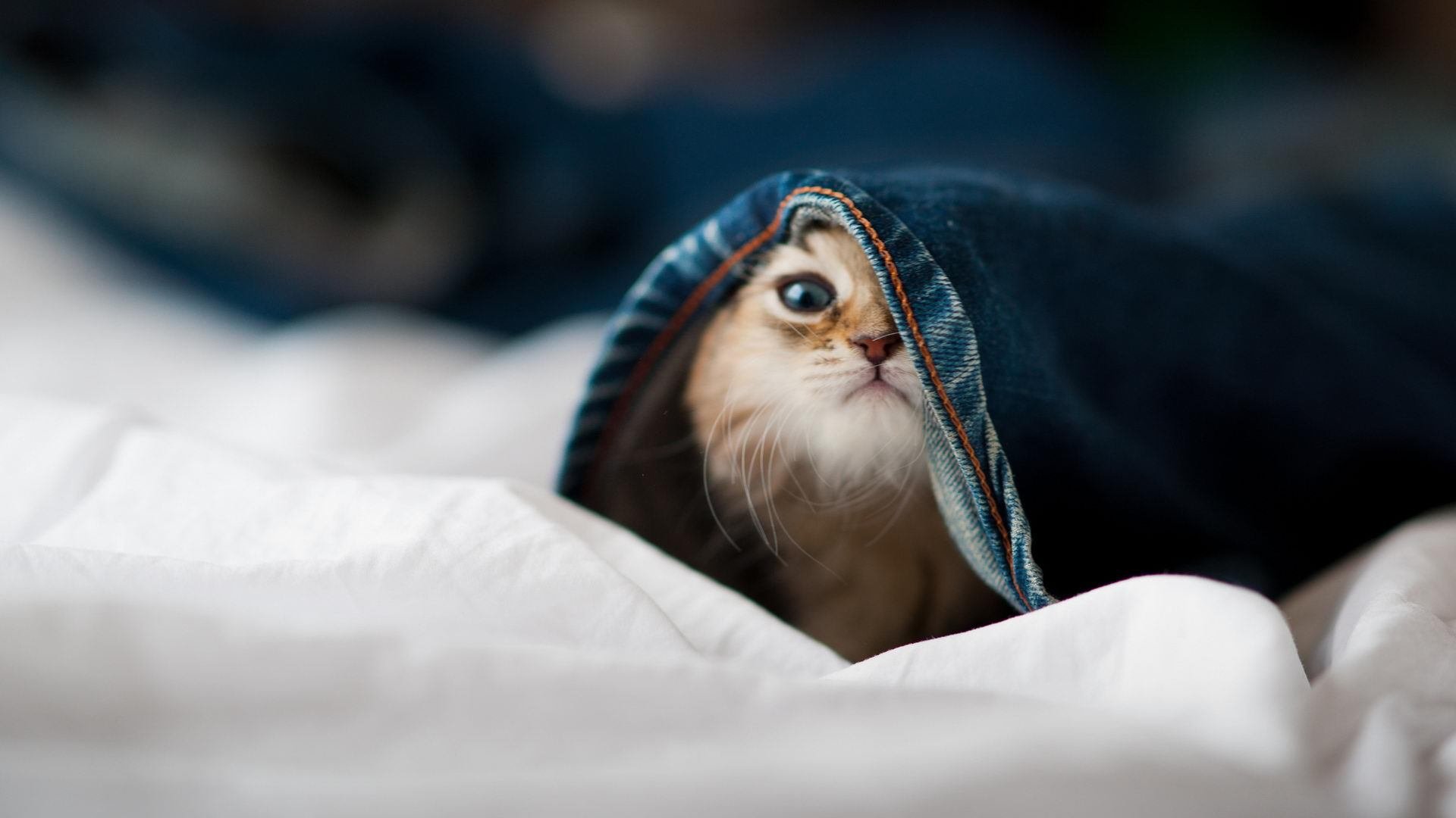 英超青训融合比赛视频语义解析提升年轻球员战术学习速度,英超球队训练时间