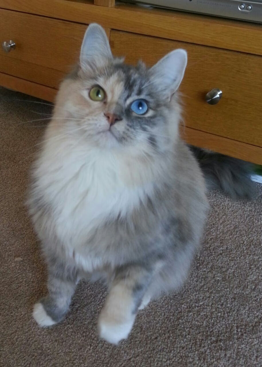 五大联赛进攻手段多样化对防守策略的倒逼影响，五大联赛进攻型球队