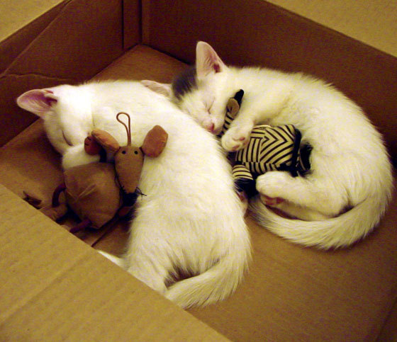 女子仰泳实现历史性突破，女子仰泳世界排名