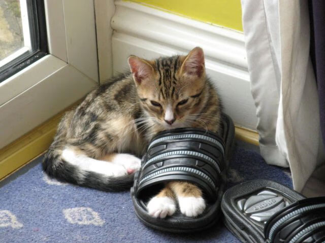 开云体育app下载-技术雷达图展现男子100自优势，雷达技术百科全书