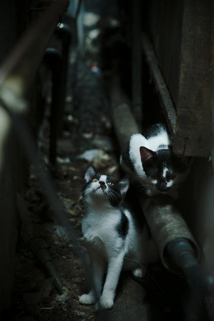 中国女排主力轮换仍轻取对手,中国女排主力轮换仍轻取对手吗