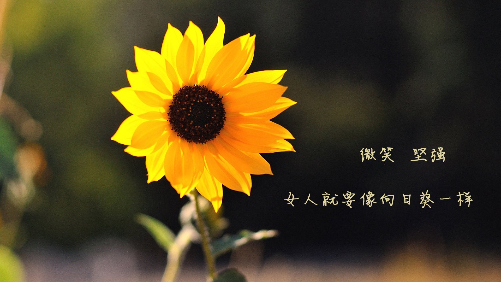 乌拉圭男篮在南美锦标赛中拼搏，为奥运梦想全力以赴，乌拉圭男篮实力