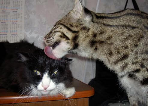 全国足球青训计划全面启动，中国足球青训体系是什么