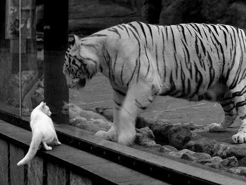 开云在线登入-未来足球比赛将实现全场高清视频直播，观众沉浸体验提升，足球 未来