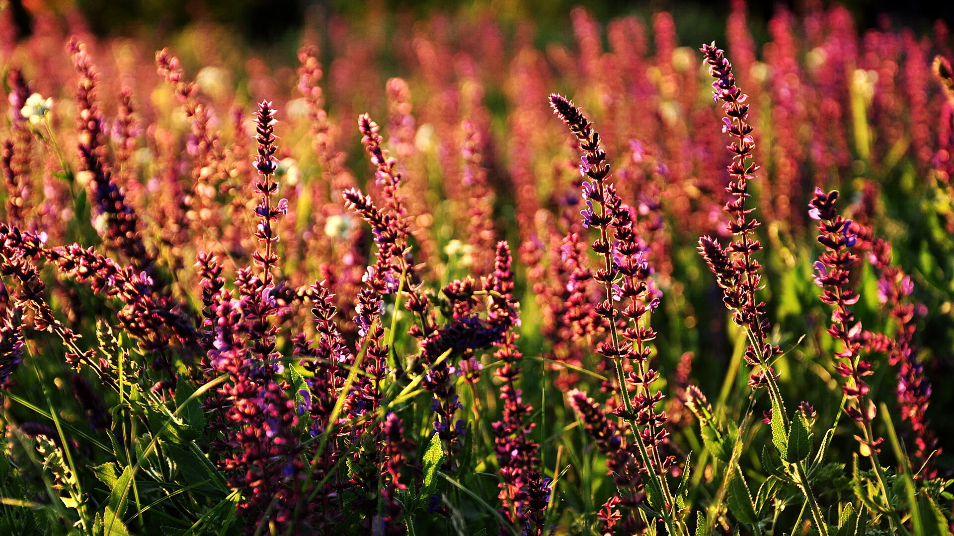 篮球训练营招生火爆进行，篮球训练营招生方案