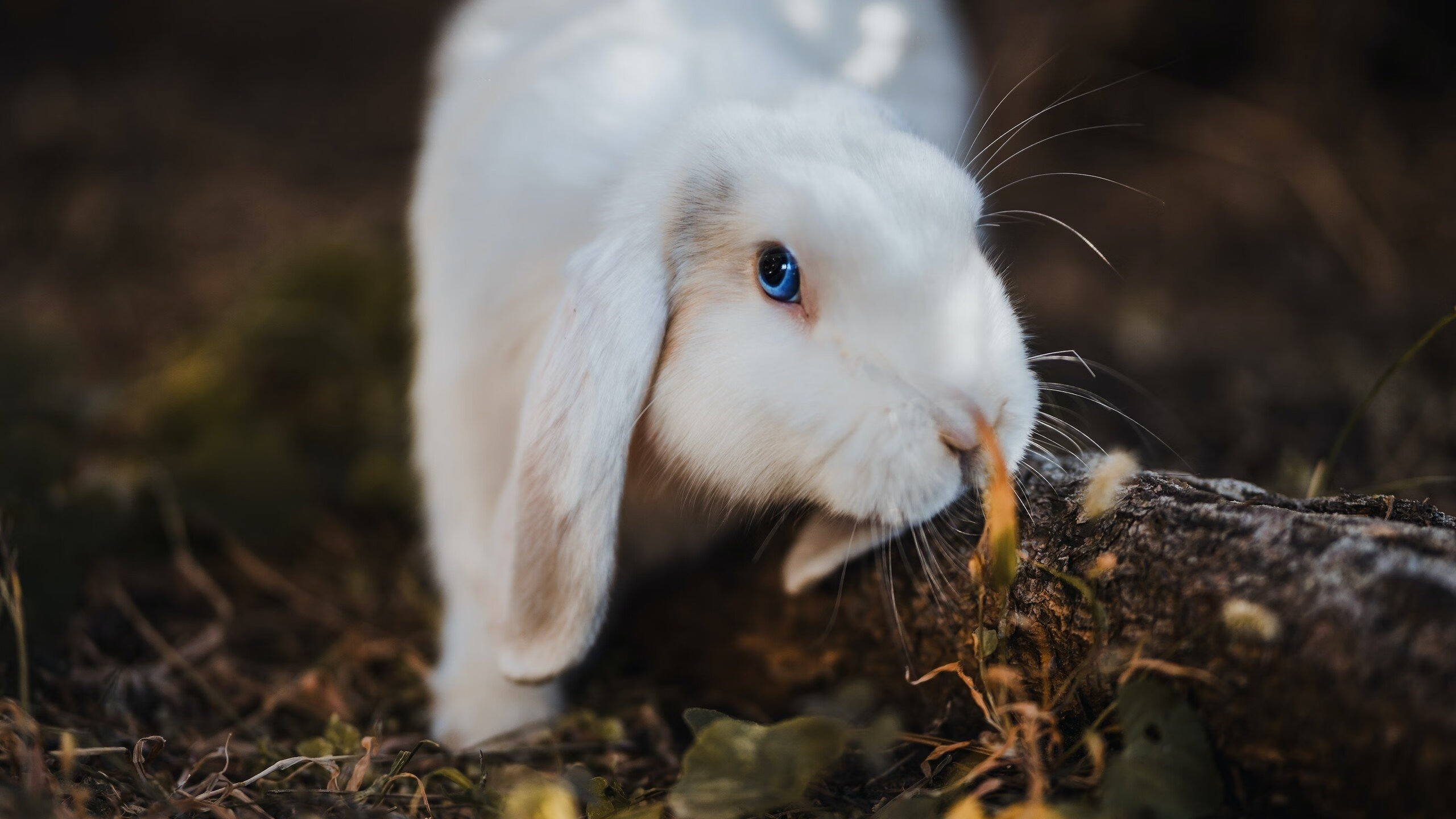 美洲杯英雄集结：明星拼搏，精彩纷呈，美洲杯角色