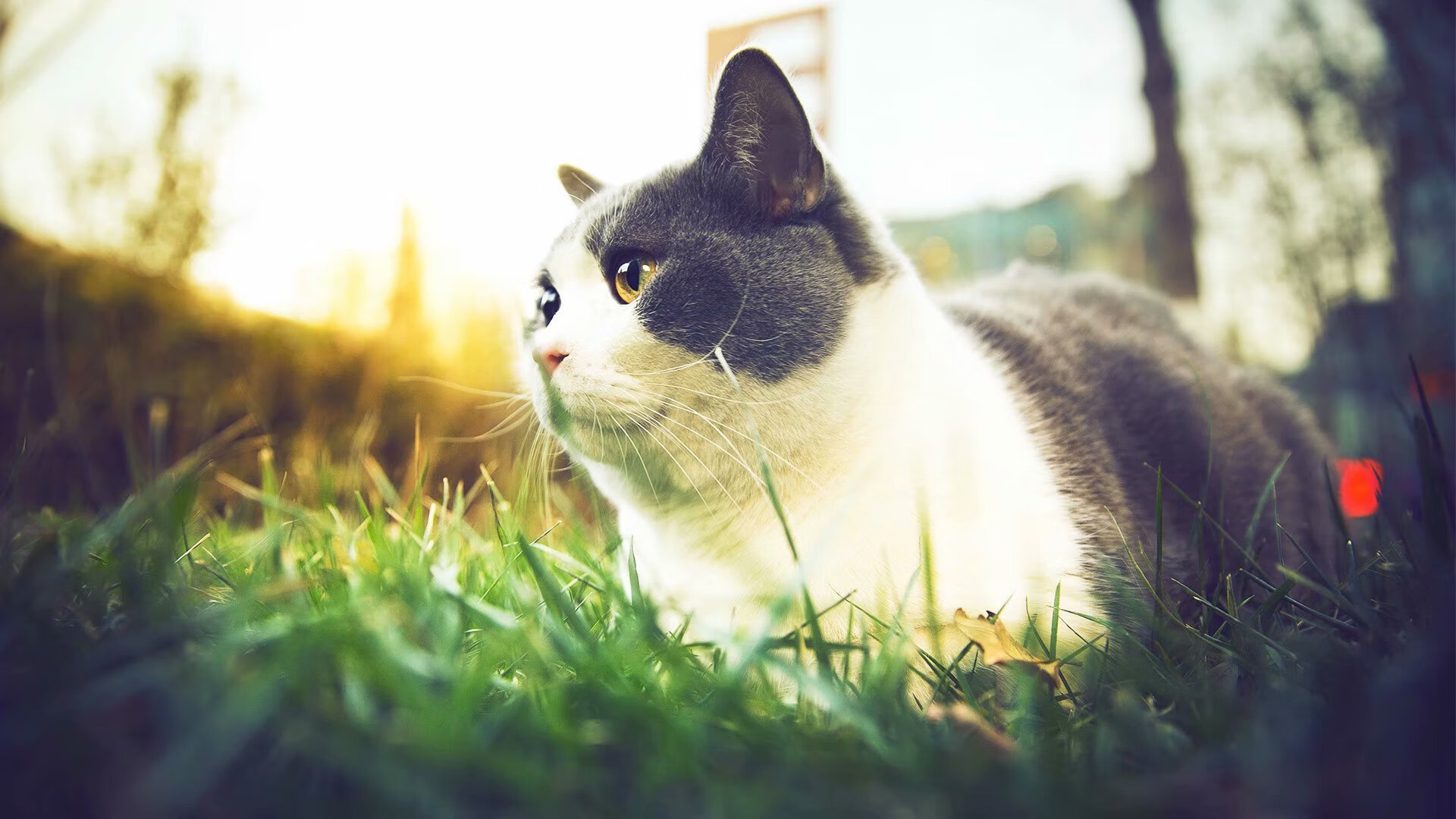 PSG体能调度问题暴露密集赛程弊端，体能ps评分标准