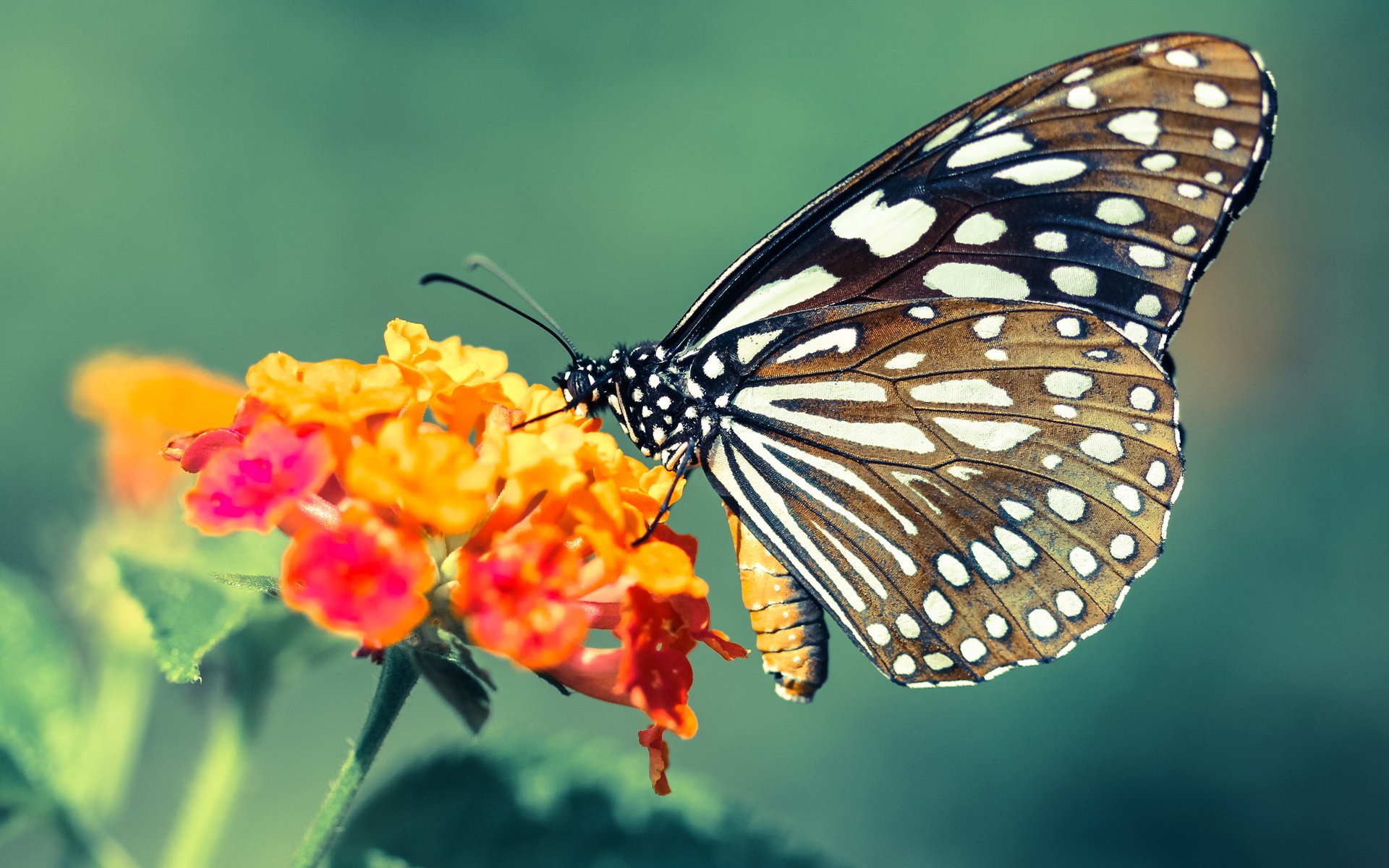 中国篮球运动与高校创业项目融合的教学模式创新，中国篮球教育发展现状