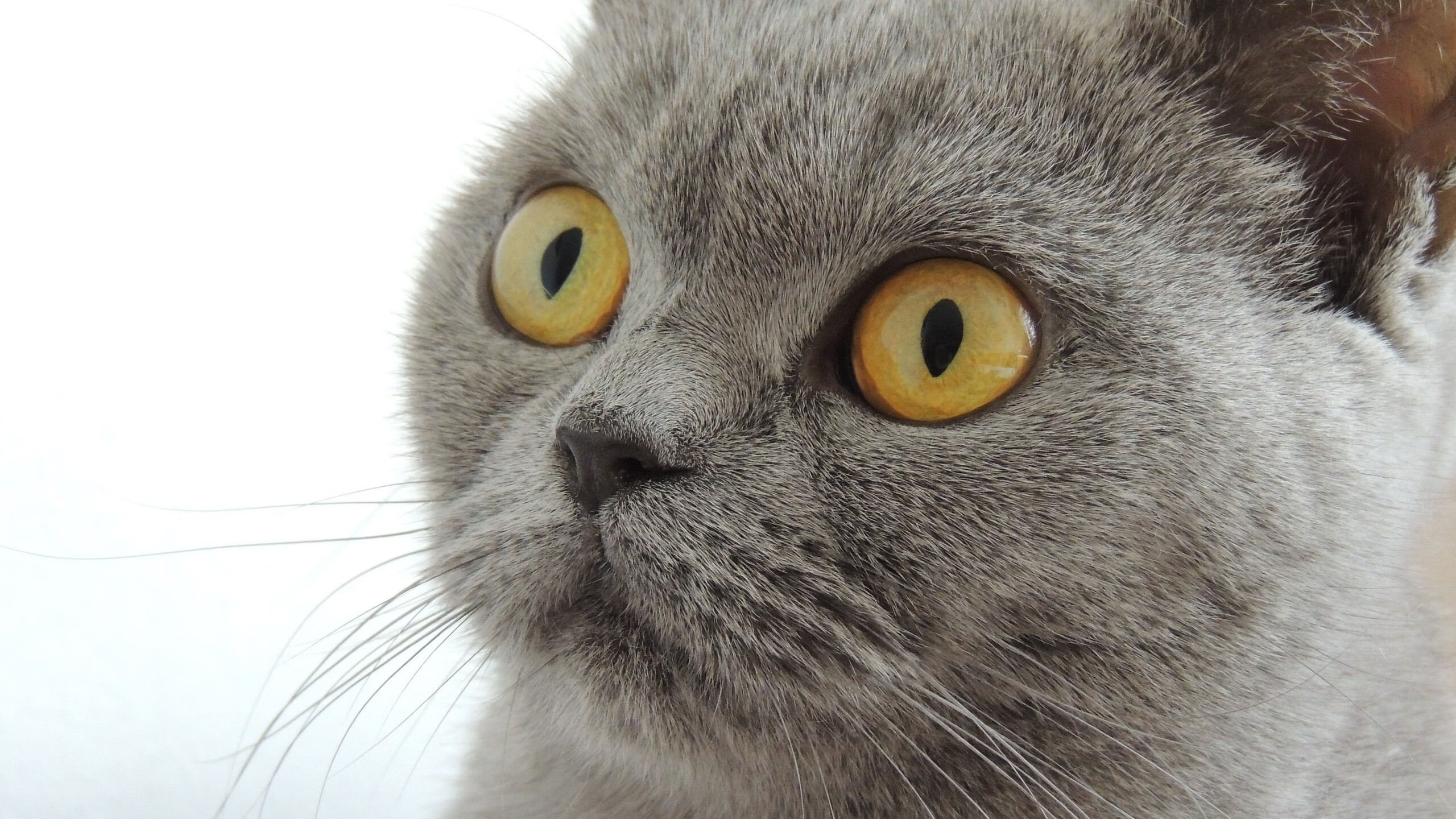 开云app-中国足球俱乐部财务健康状况与风险监测，足球俱乐部财务分析