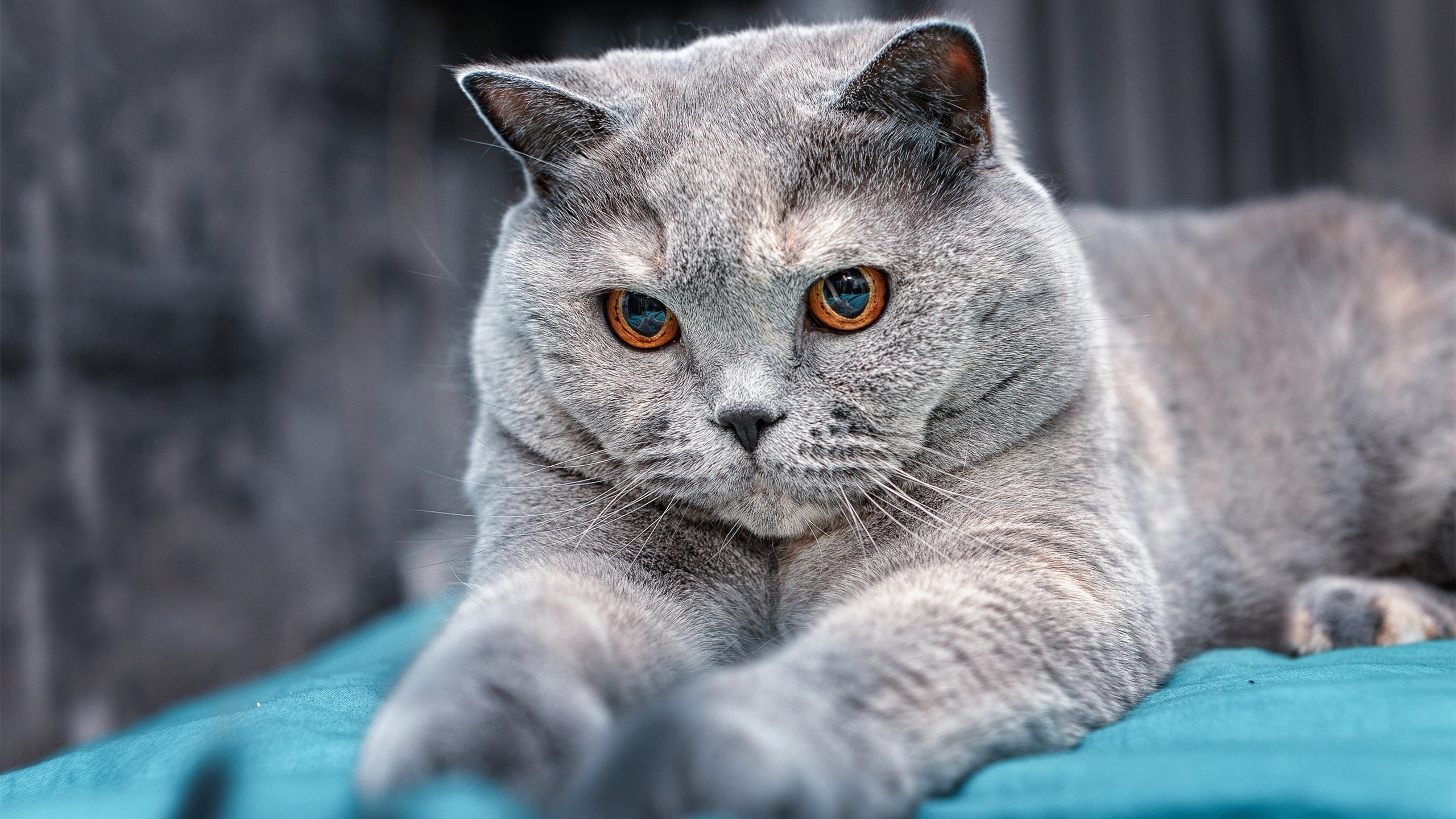 体育新闻中心聚焦体育赛事志愿者报道视角，体育赛事志愿者工作内容