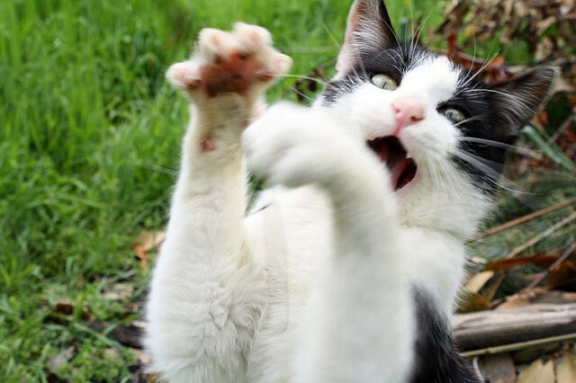 体育新闻中心聚焦体育赛事志愿者报道视角，体育赛事志愿者工作内容