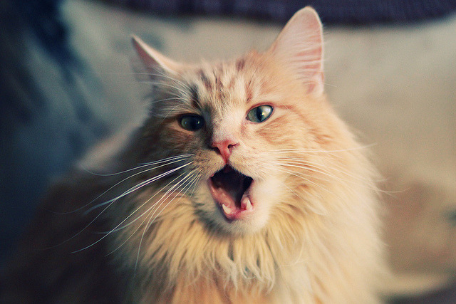 加拿大七人制橄榄球队未来赛事展望乐观,加拿大橄榄球与美式区别